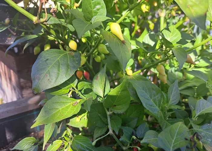 2 By Interhome Appartement Russbach (Upper Austria)